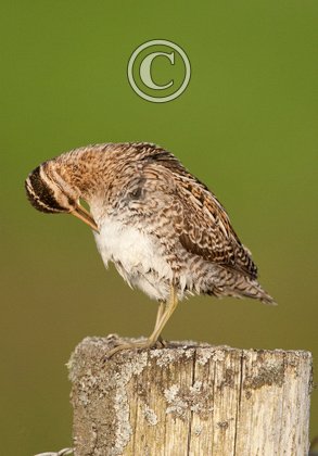 Common Snipe Preening on a Post DM1058
